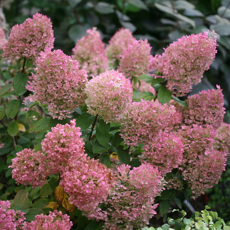An array of globe-shaped pink hydrangea flowers
